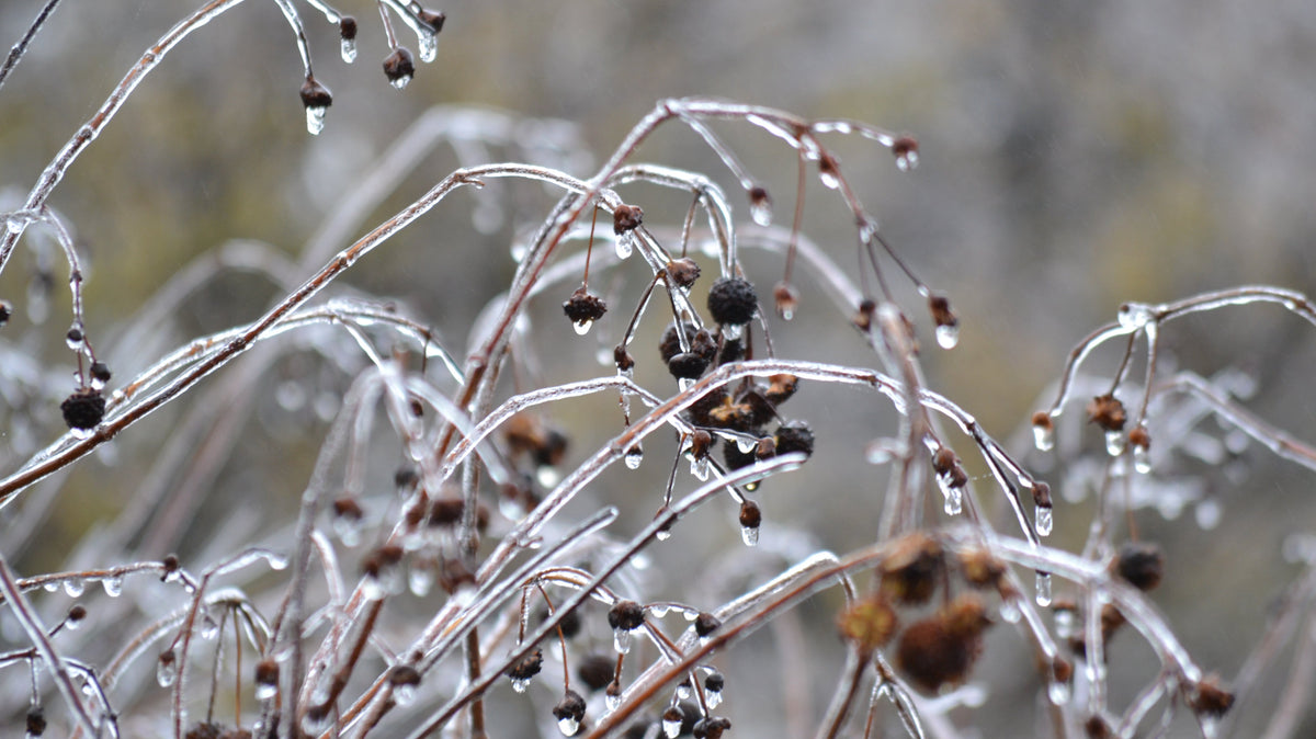 Winter