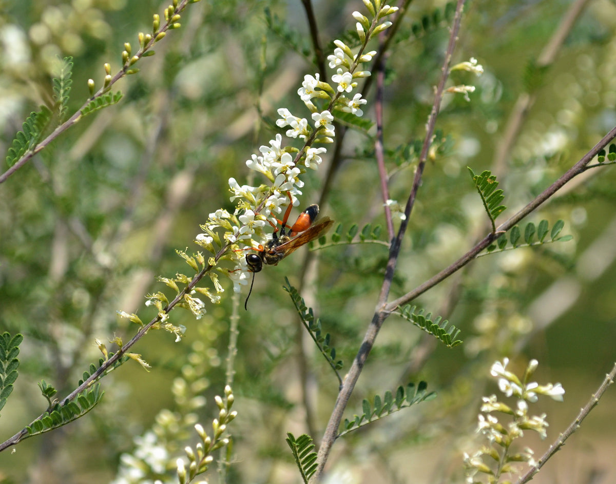 Texas kidneywood (Eysenhardtia texana)