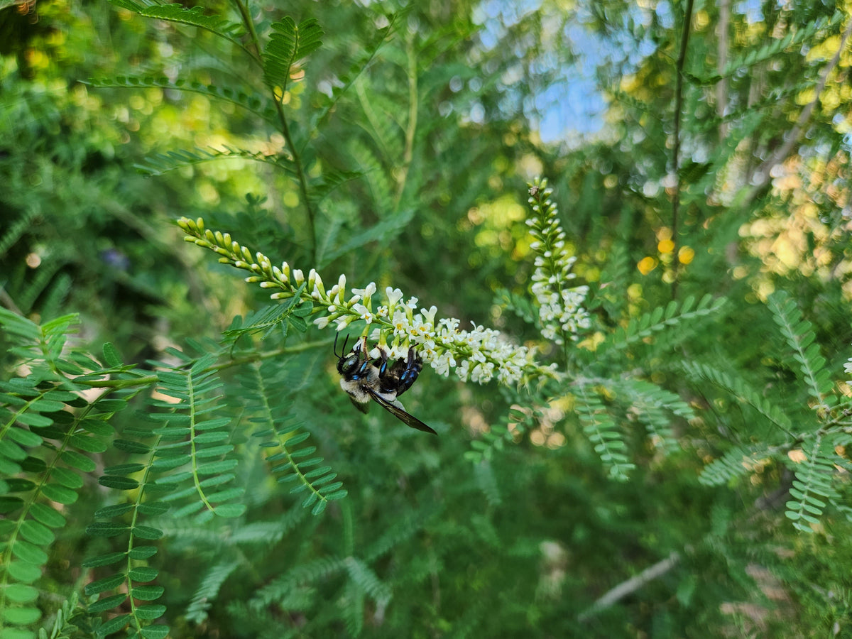 Texas kidneywood (Eysenhardtia texana)