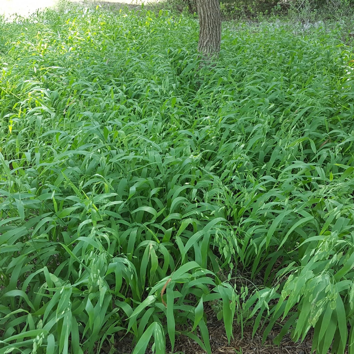 Inland sea oats (Chasmanthium latifolium)