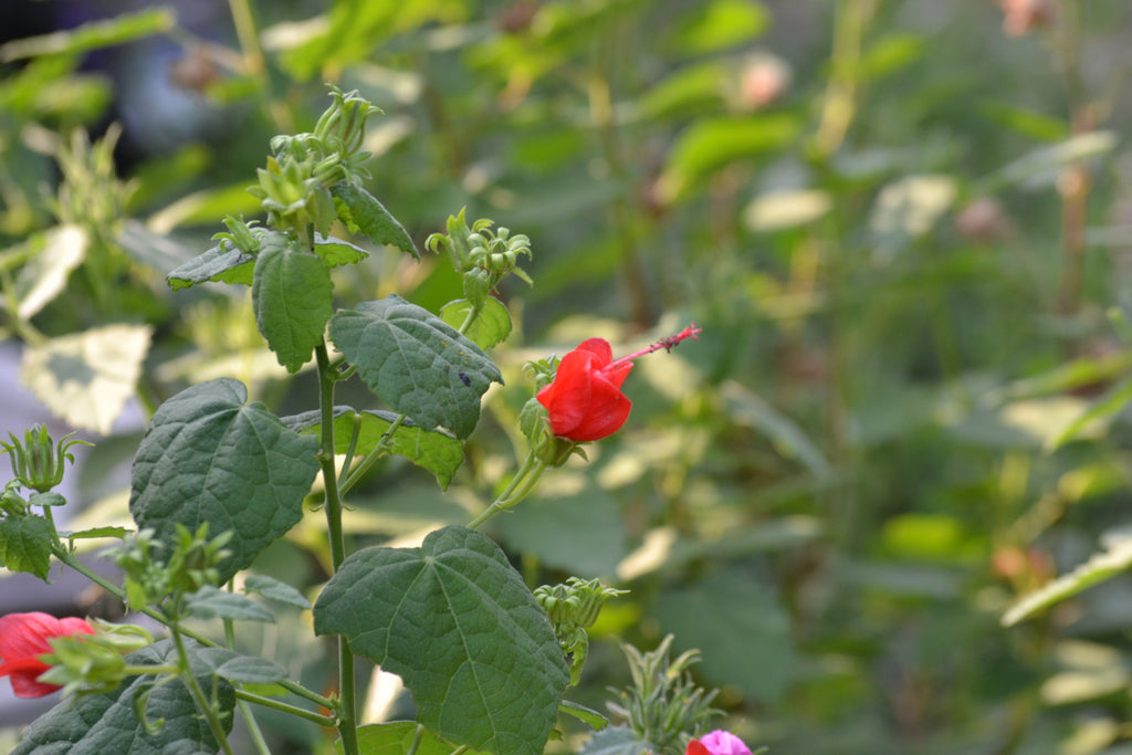 Plant Focus: The Mighty Turk's Cap