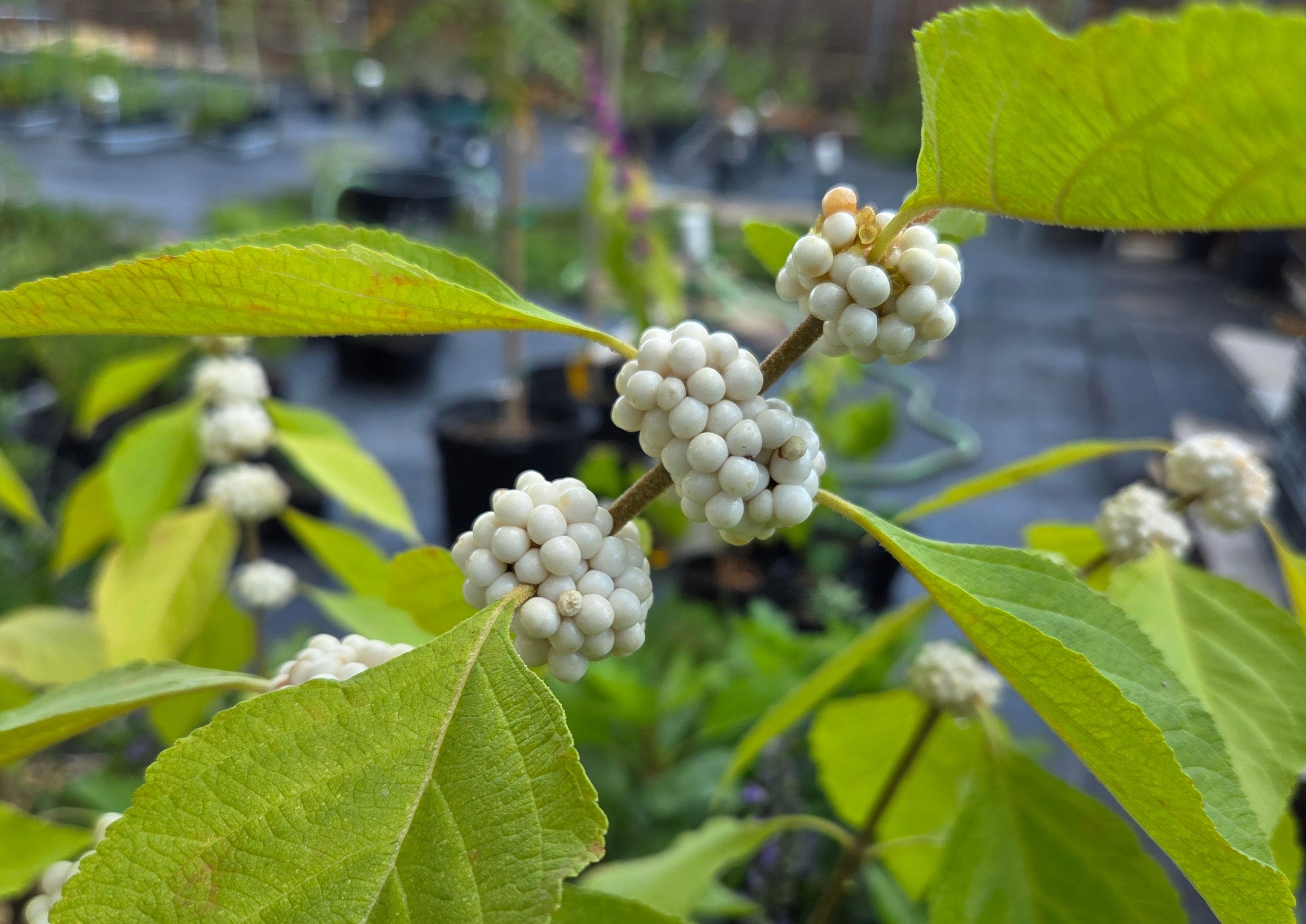 Callicarpa americana (American Beautyberry white)