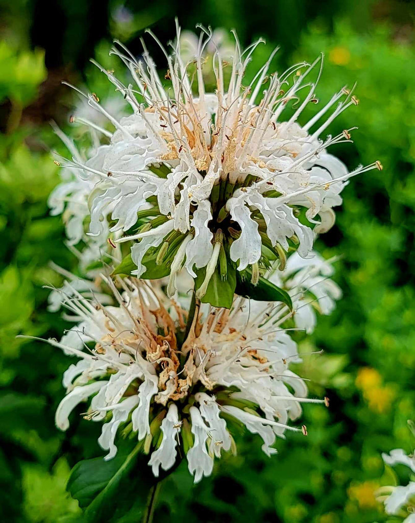 Monarda lindheimeri (Lindheimer's Beebalm)