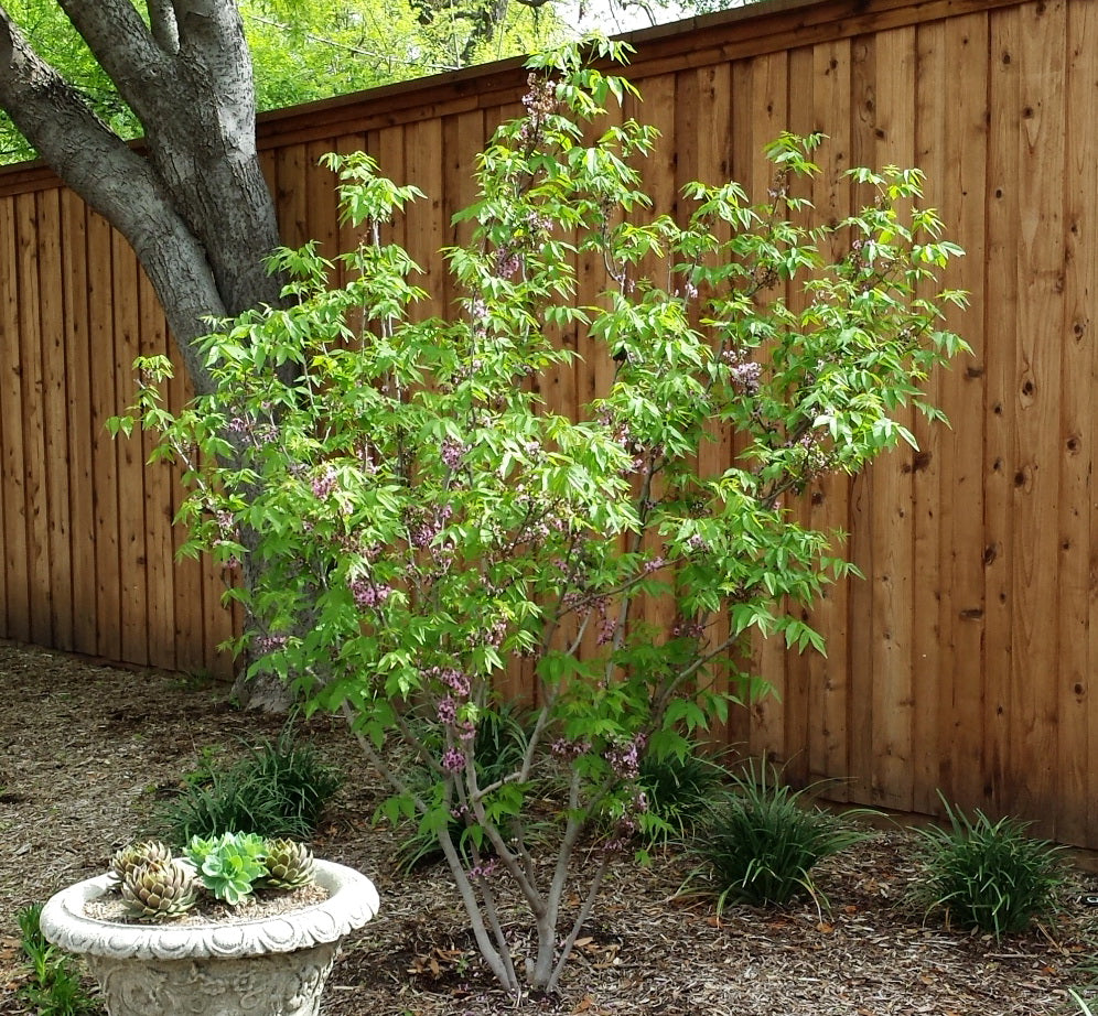 Mexican Buckeye (Ungnadia speciosa)