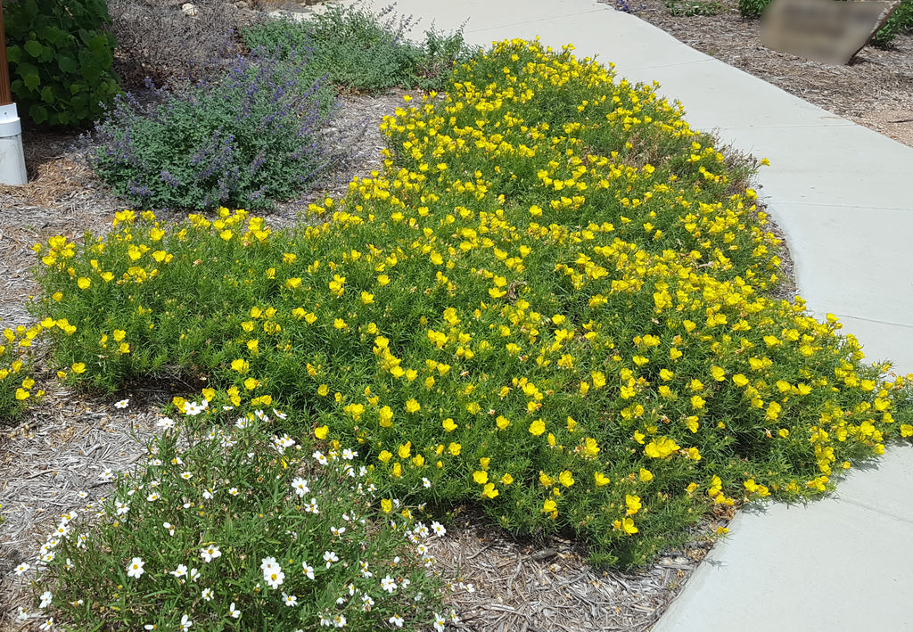 Texas primrose (Calylophus drummondianus var. berlandieri)