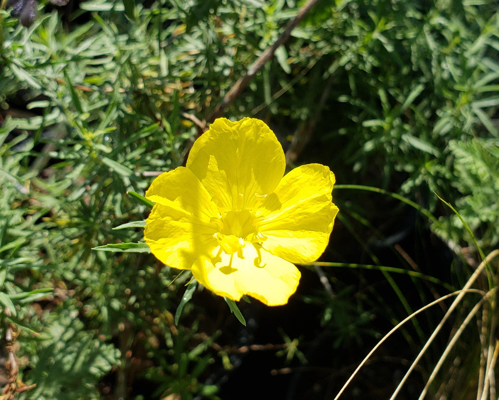 Texas primrose (Calylophus drummondianus var. berlandieri)