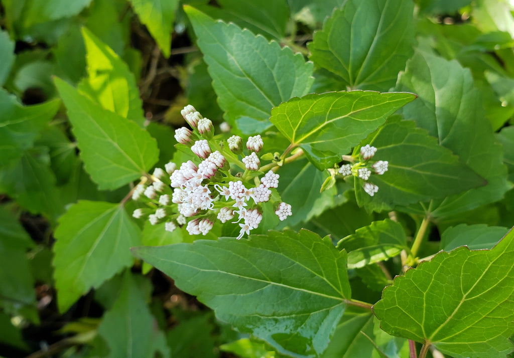 Shrubby boneset (Ageratina havanensis)