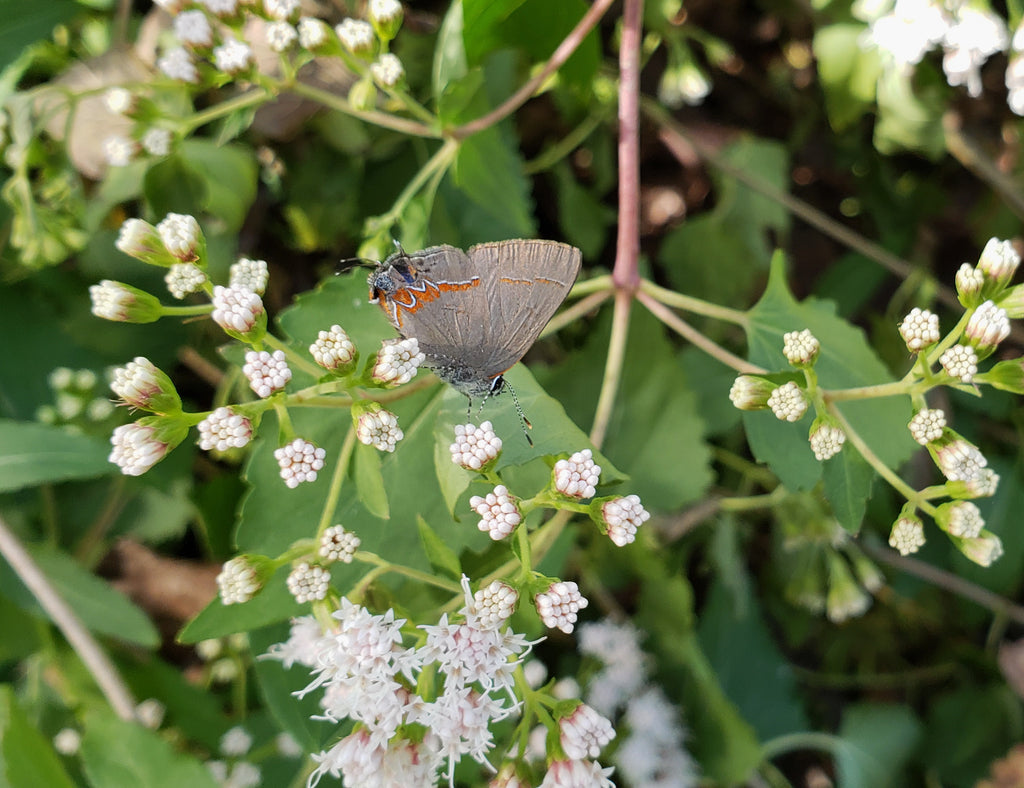 Shrubby boneset (Ageratina havanensis)