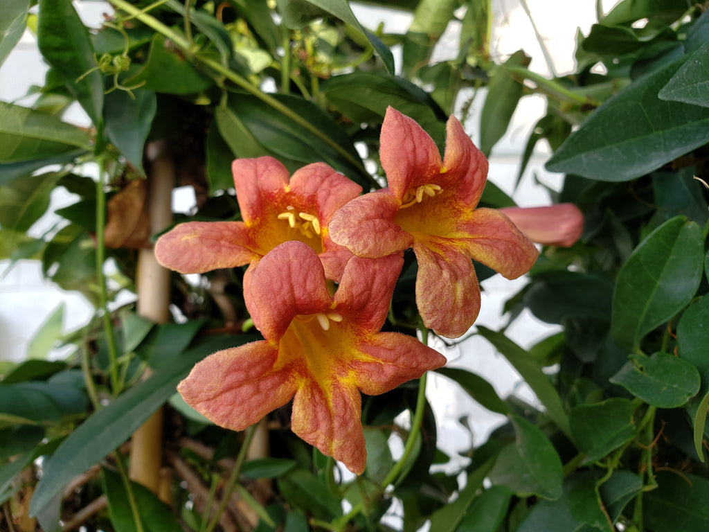 Crossvine 'Tangerine beauty' (Bignonia capreolata 'Tangerine beauty')