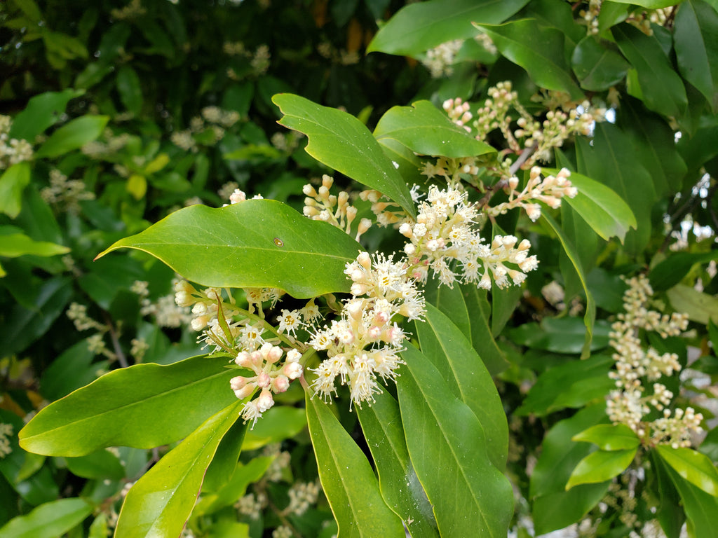 Prunus caroliniana (Cherry Laurel)