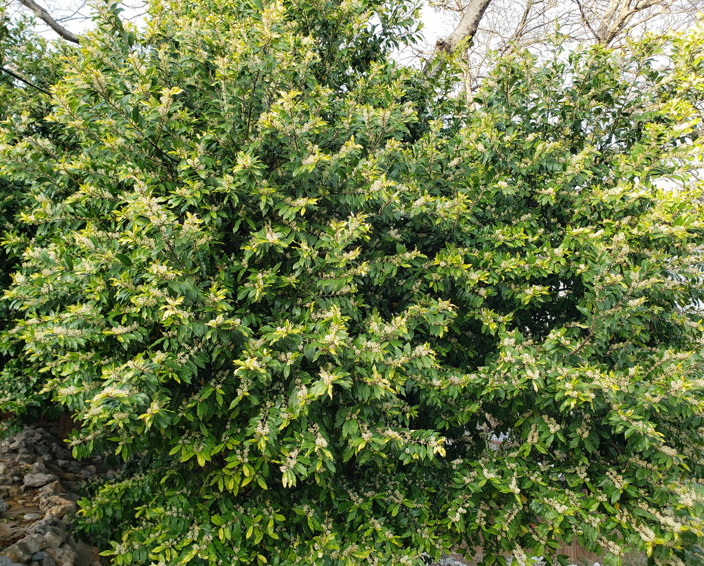 Prunus caroliniana (Cherry Laurel)