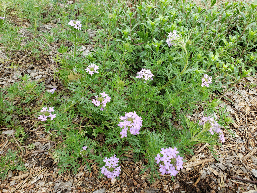 Glandularia bipinnatifida (Prairie Verbena)