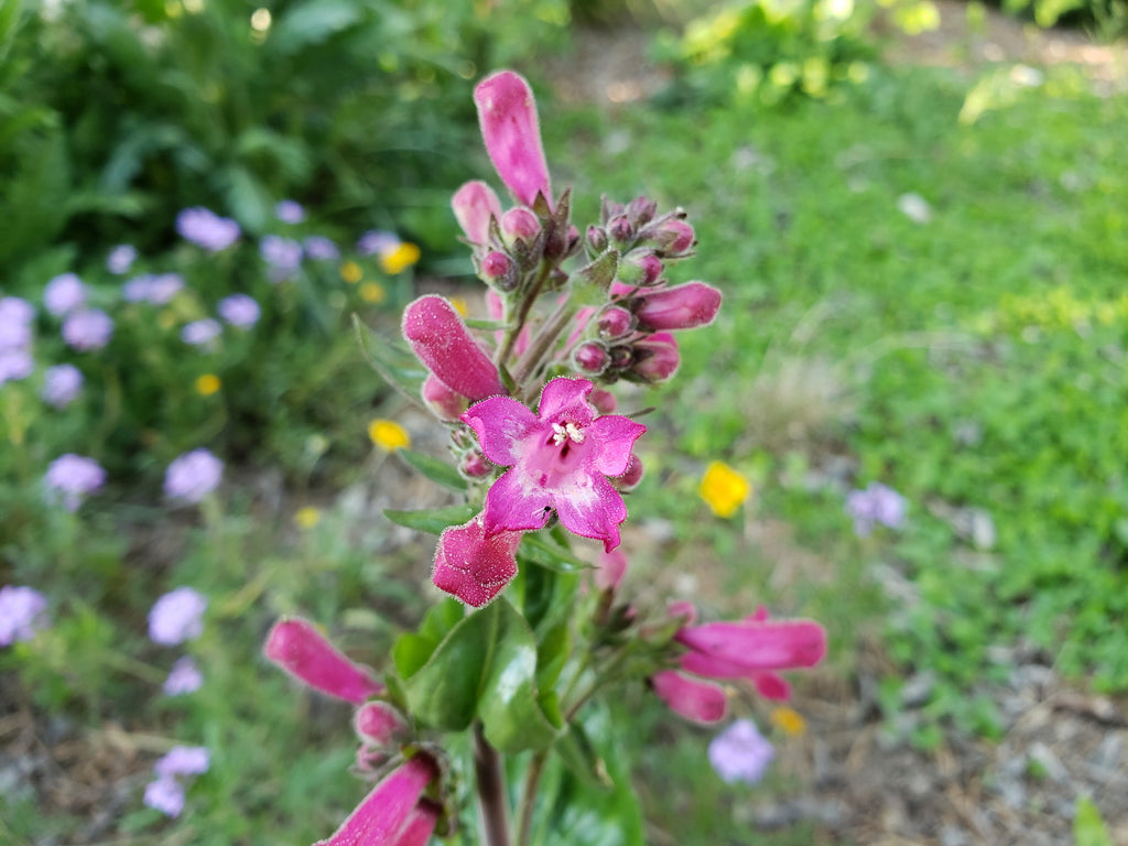 Penstemon triflorus Scarlet penstemon