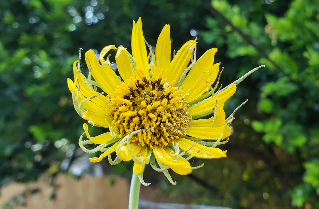 Helianthus maximiliani (Maximilian Sunflower)