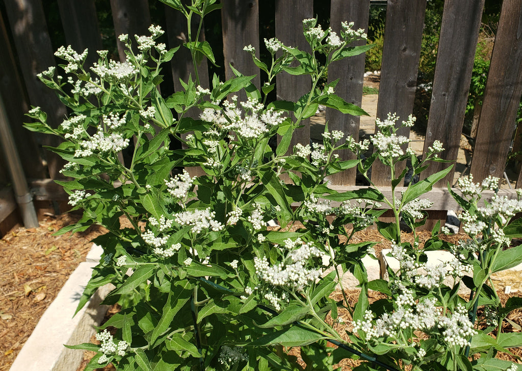 Eupatorium serotinum (Late Boneset)