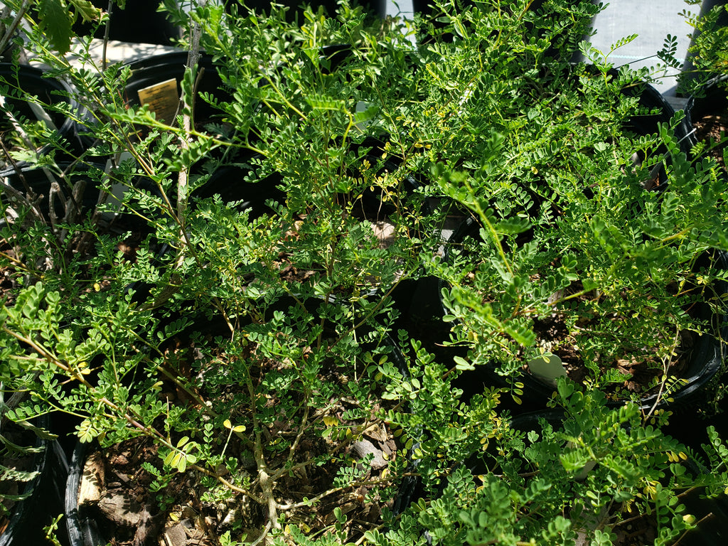 Dalea frutescens (Black Dalea)