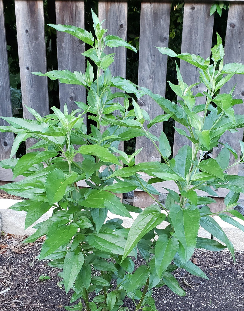 Eupatorium serotinum (Late boneset)