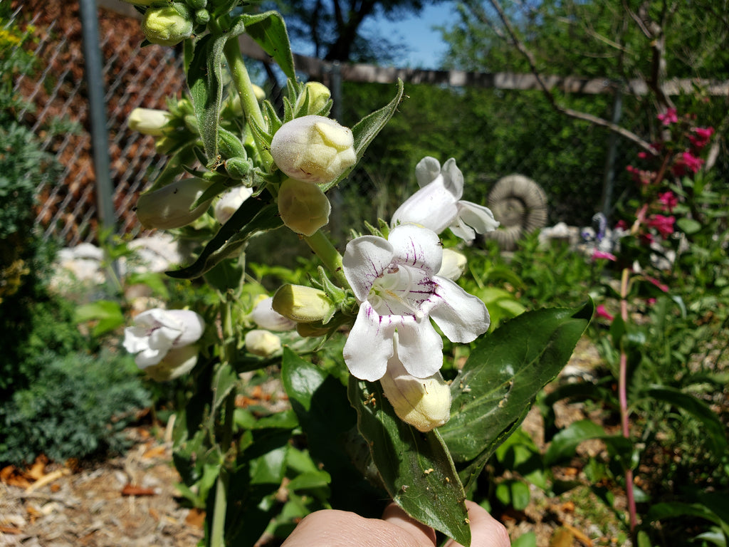 Penstemon cobaea (Prairie Penstemon)