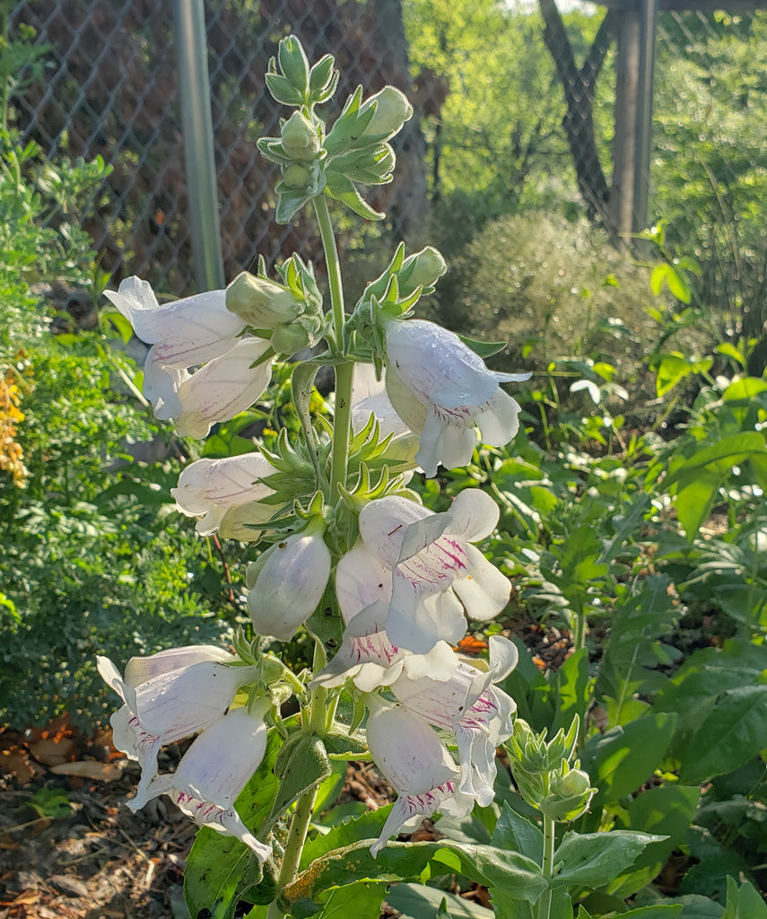 Penstemon cobaea (Prairie Penstemon)