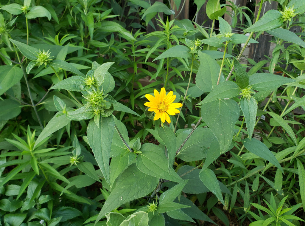 Helianthus hirsutus (Hairy Sunflower)