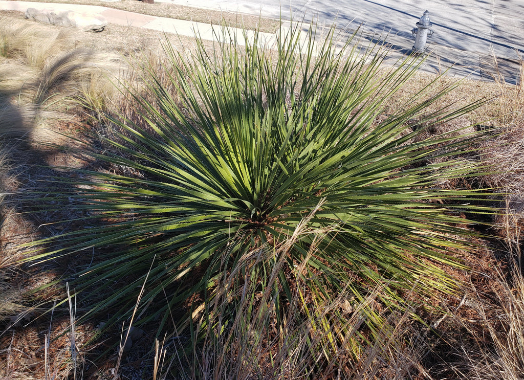 Dasylirion texanum (Texas Sotol)