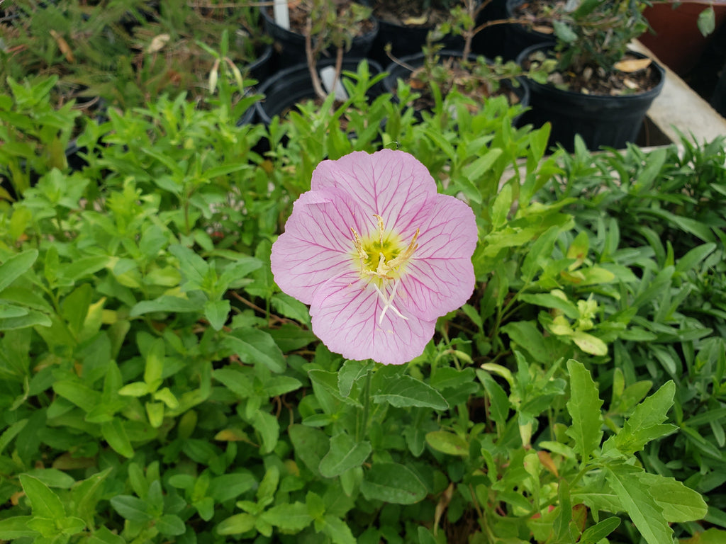 Oenothera speciosa (Pink Evening Primrose)