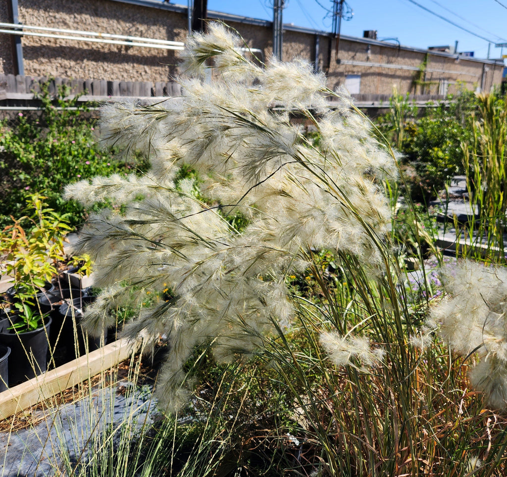 Andropogon glomeratus (Bushy Bluestem)