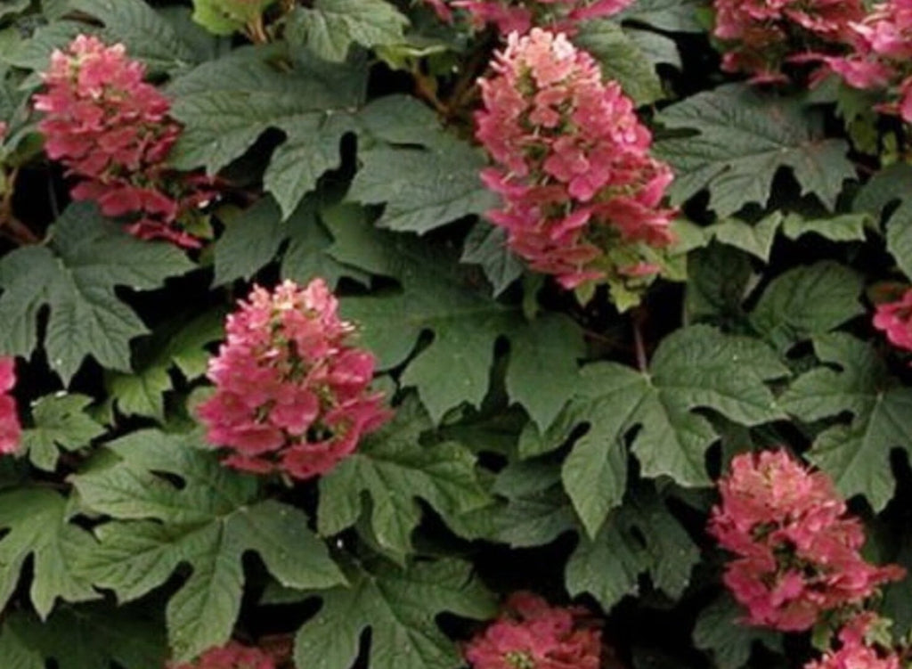 Hydrangea quercifolia 'Ruby Slippers' (Oakleaf Hydrangea 'Ruby Slippers')