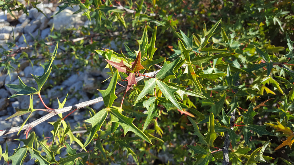 Agarita (Mahonia trifoliolata)