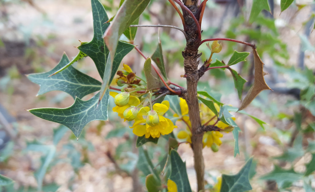 Agarita (Mahonia trifoliolata)