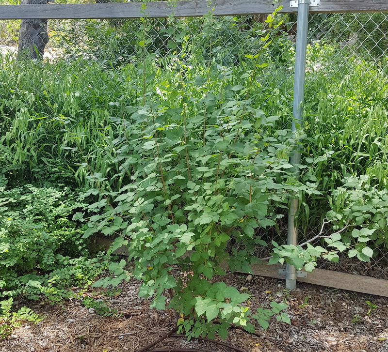 Aromatic sumac Rhus aromatica