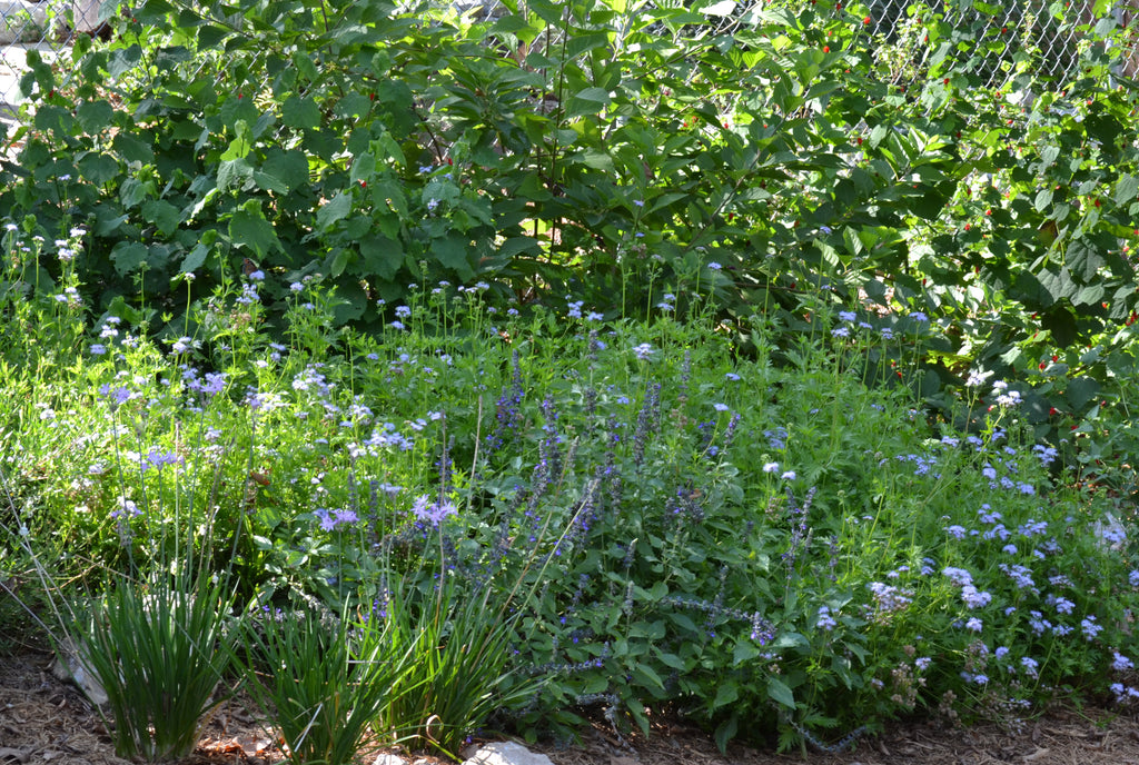 Gregg's Mistflower (Conoclinium greggii)