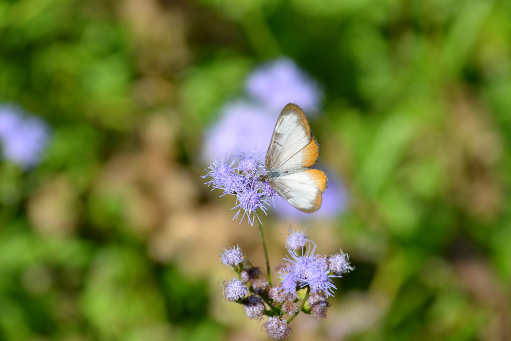 Gregg's Mistflower (Conoclinium greggii)