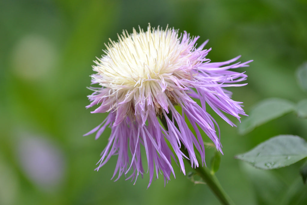 Centaurea americana (American Basketflower)