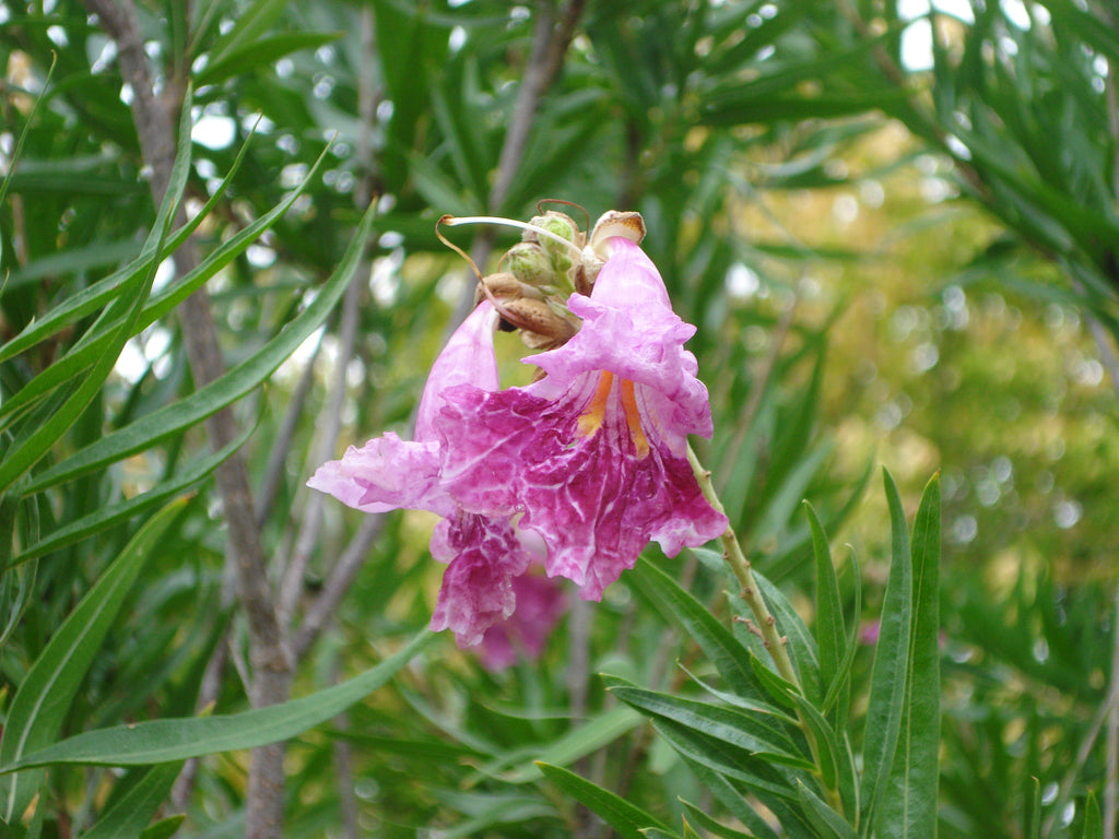 Desert willow 'Bubba" (Chilopsis linearis 'Bubba')