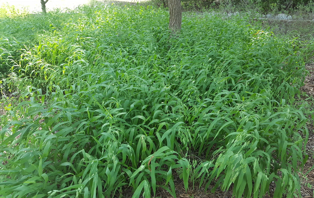 Inland sea oats (Chasmanthium latifolium)