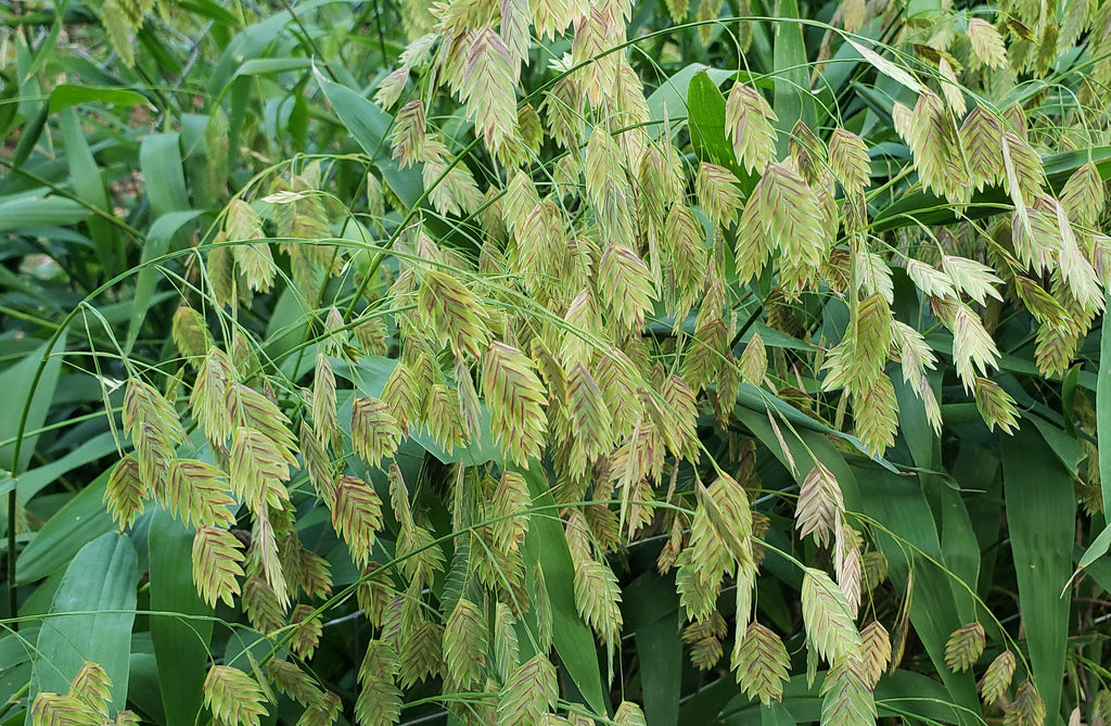 Inland sea oats (Chasmanthium latifolium)