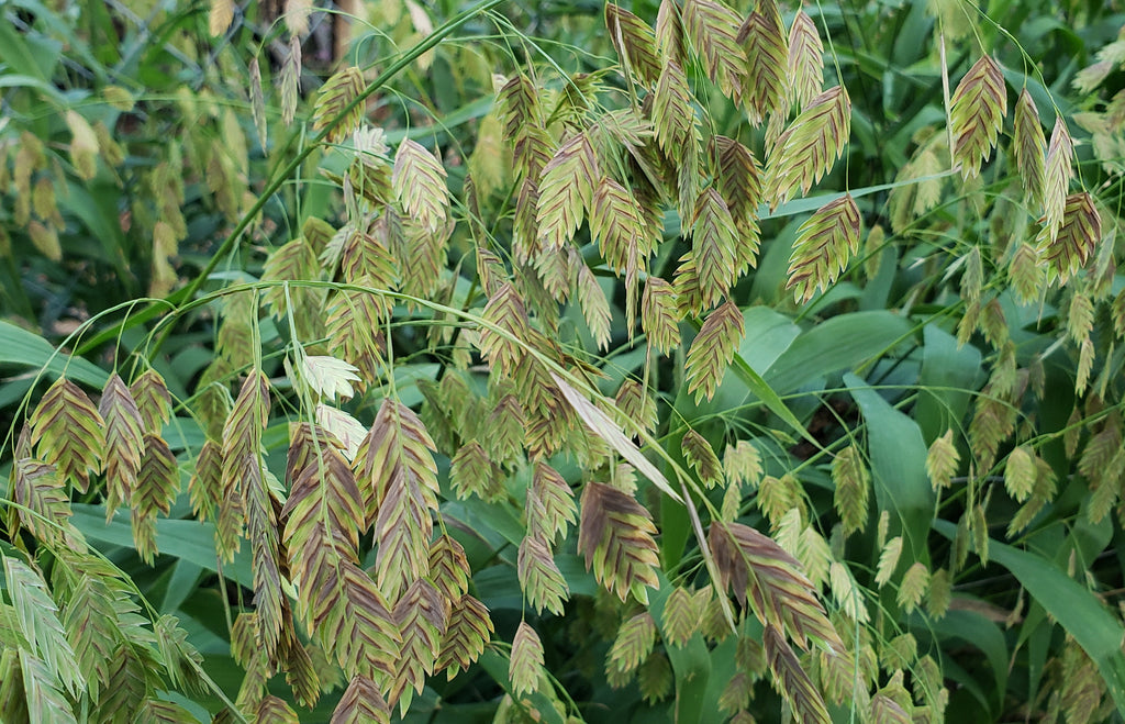 Inland sea oats (Chasmanthium latifolium)