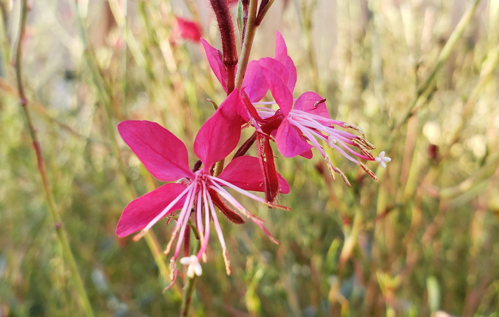 Oenothera lindheimeri 'Belleza Dark Pink' (Gaura 'Belleza Dark Pink')