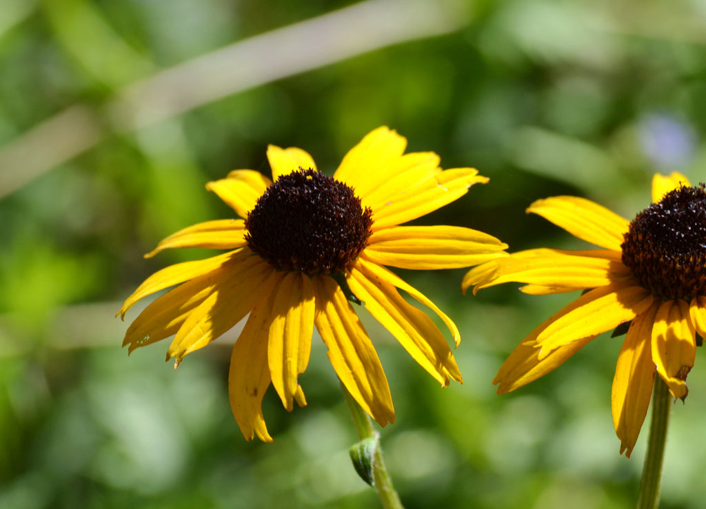 Black-Eyed Susan 'Goldsturm' (Rudbeckia fulgida var. sullivantii 'Goldsturm')