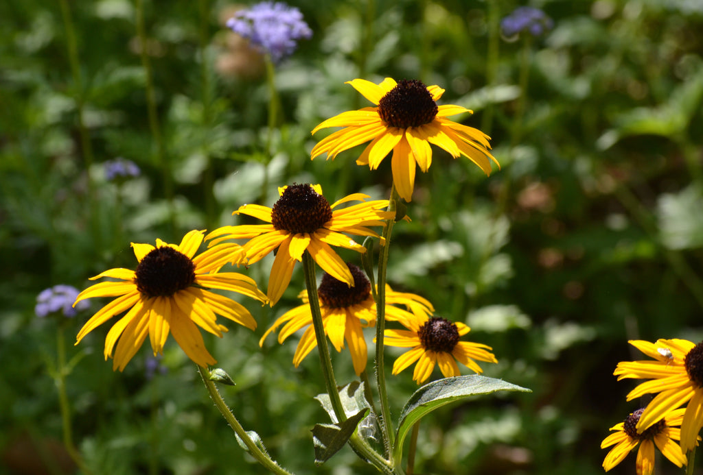 Black-Eyed Susan 'Goldsturm' (Rudbeckia fulgida var. sullivantii 'Goldsturm')