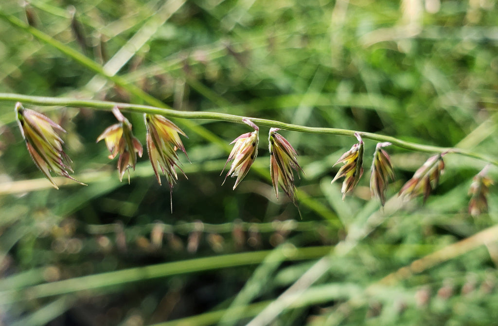 Sideoats grama (Bouteloua curtipendula)