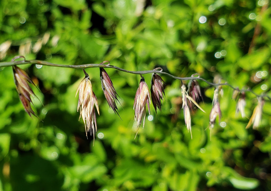 Sideoats grama (Bouteloua curtipendula)