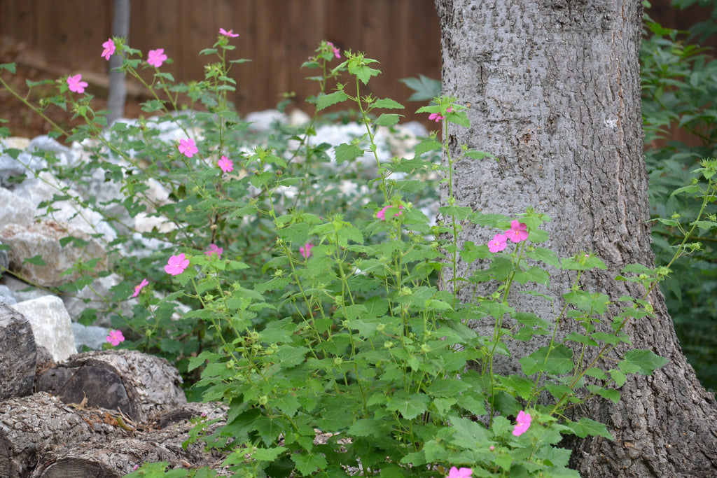 Pavonia lasiopetala (Rock Rose)