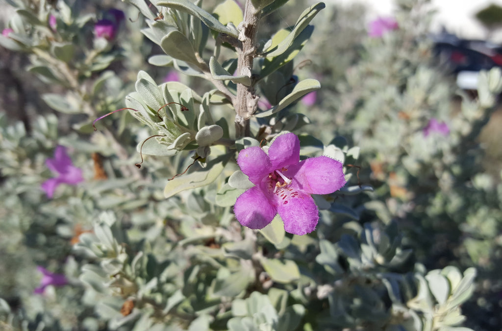 Texas sage (Leucophyllum frutescens)