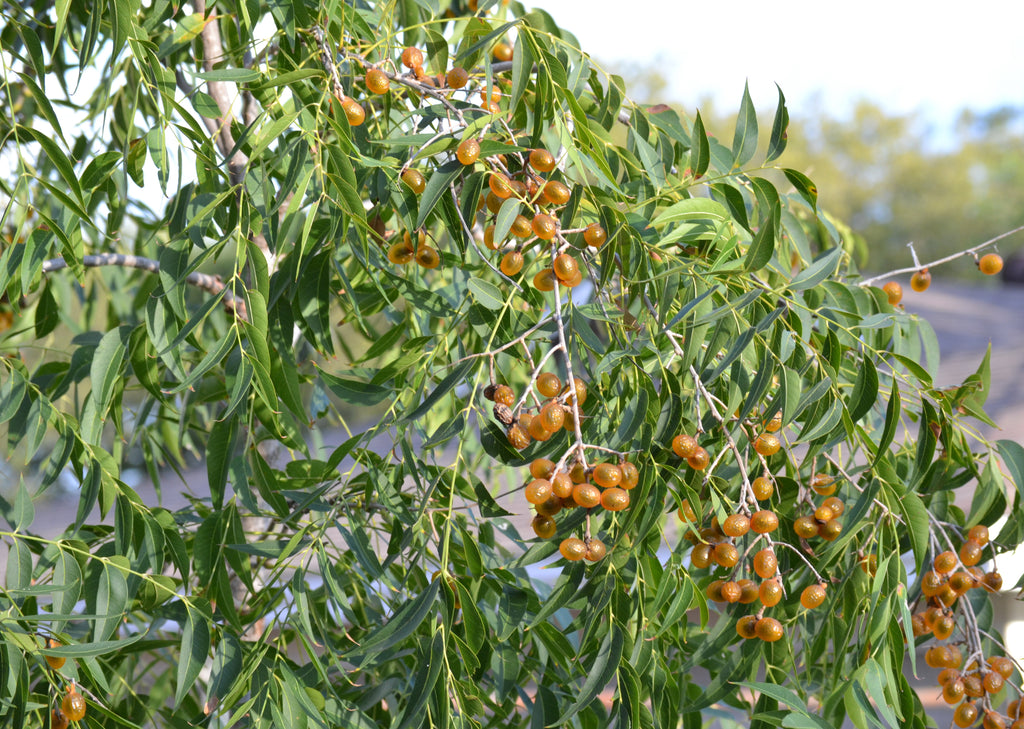 Western soapberry ( Sapindus saponaria var. drummondii)