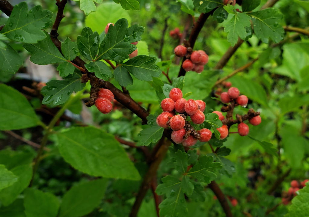 Sumac, Aromatic (Rhus aromatica)