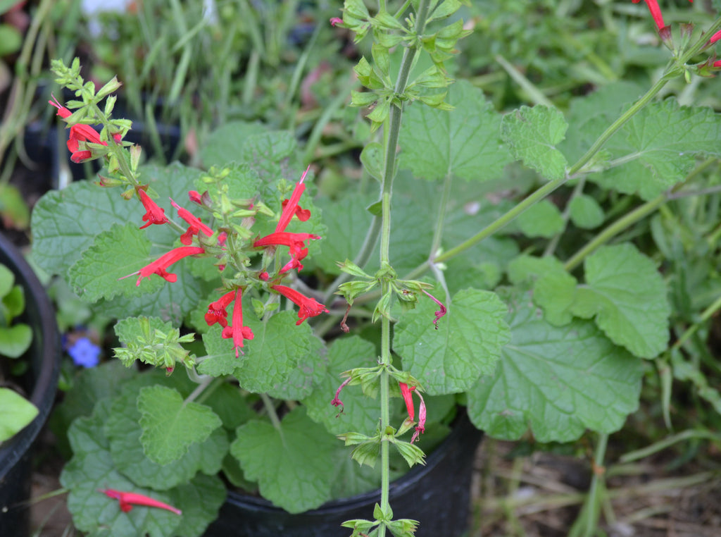 Sage, cedar (Salvia roemeriana)