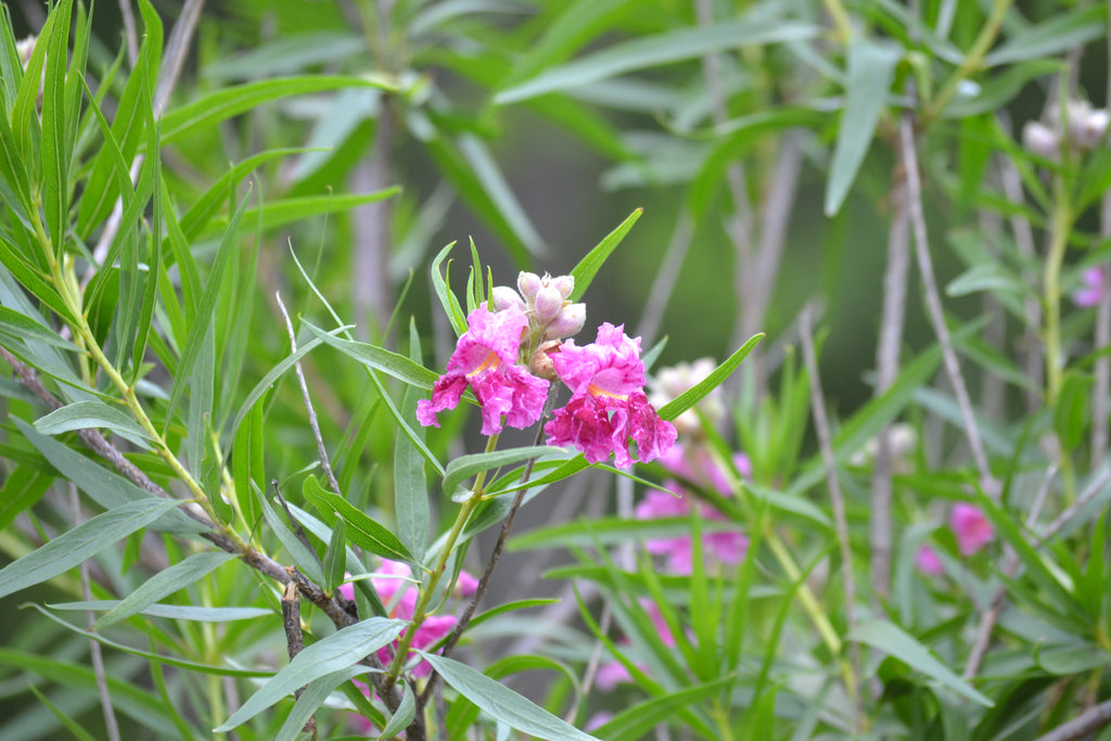 Desert willow 'Bubba" (Chilopsis linearis 'Bubba')