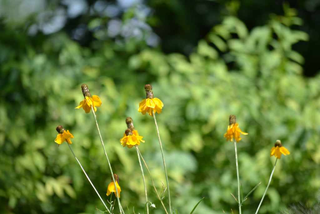 Mexican Hat (Ratibida columnifera)